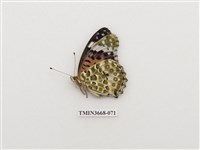 藏品(蛺蝶科(2))的圖片